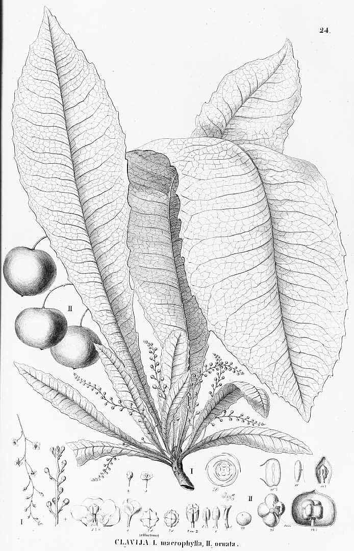 no HD illustration available (3)