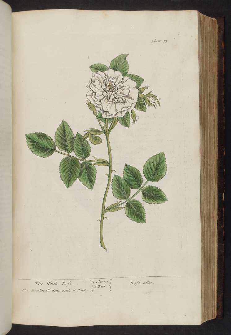 no HD illustration available (3)