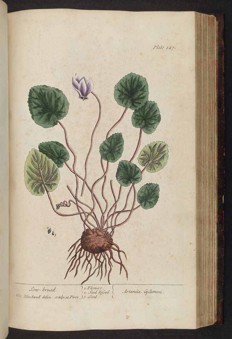 no HD illustration available (3)