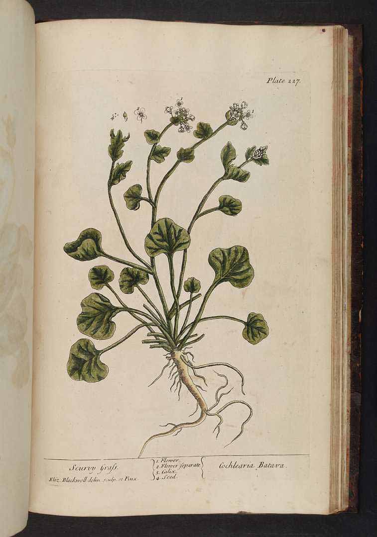 no HD illustration available (3)