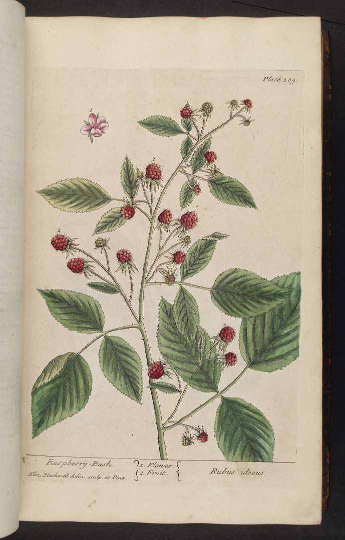 no HD illustration available (3)