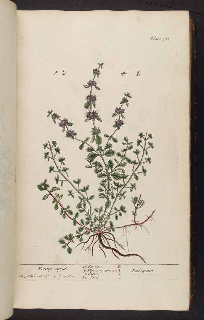 no HD illustration available (3)