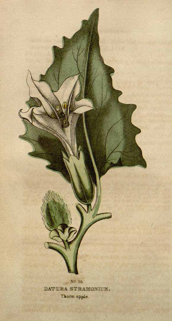 no HD illustration available (3)