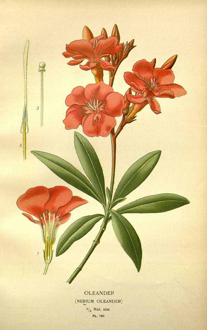 no HD illustration available (3)