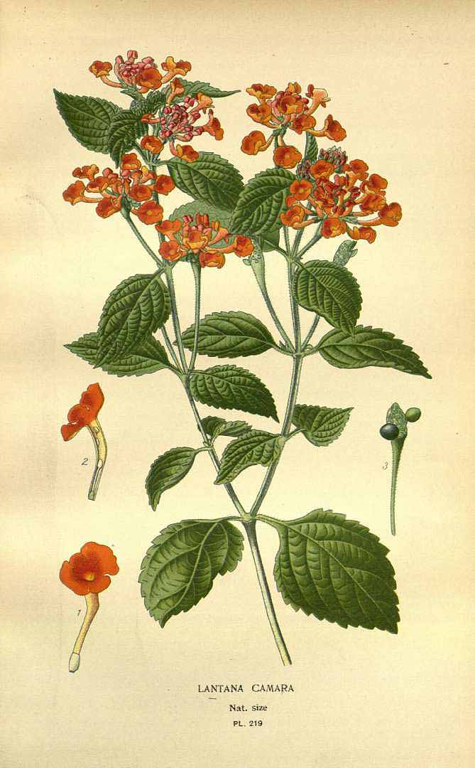 no HD illustration available (3)