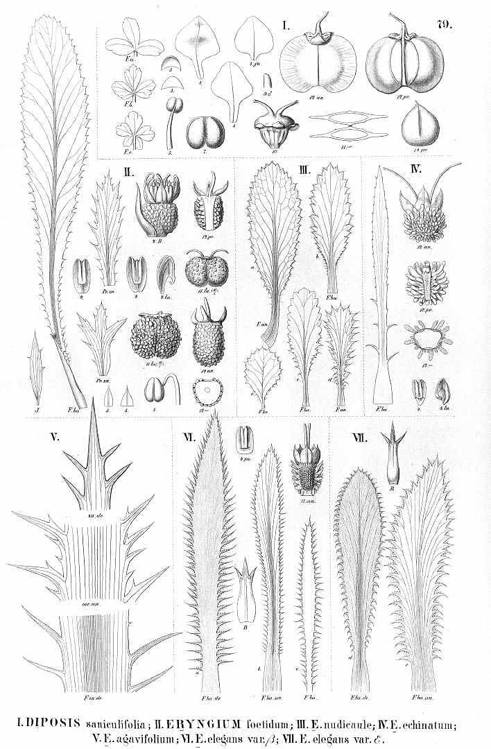 no HD illustration available (3)