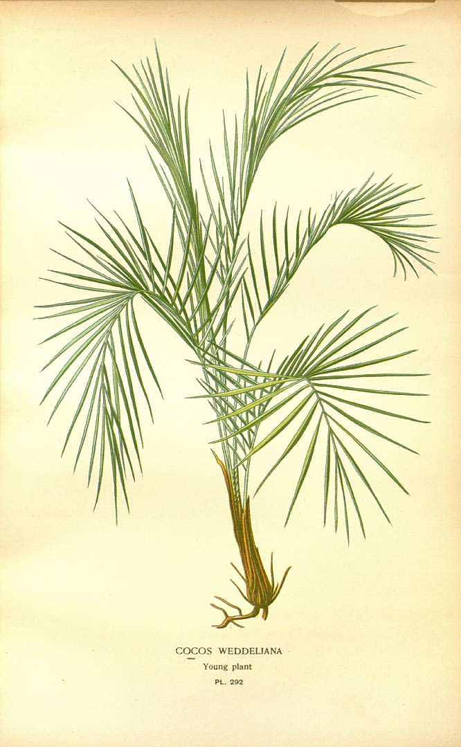 no HD illustration available (3)