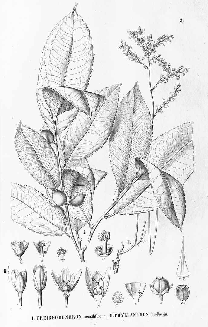 no HD illustration available (3)