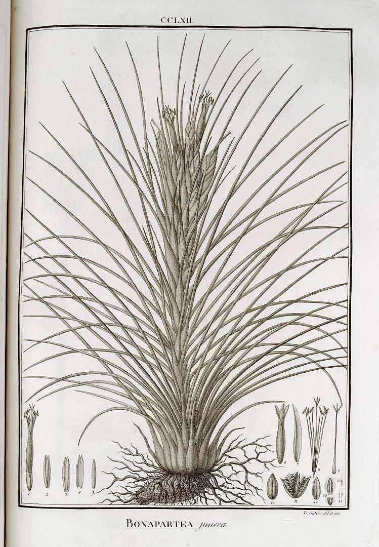 no HD illustration available (3)