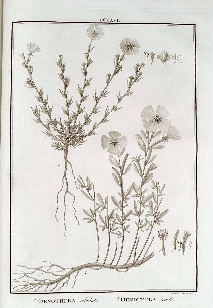 no HD illustration available (3)