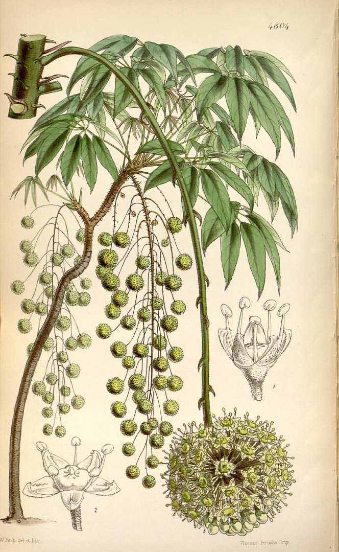 no HD illustration available (3)