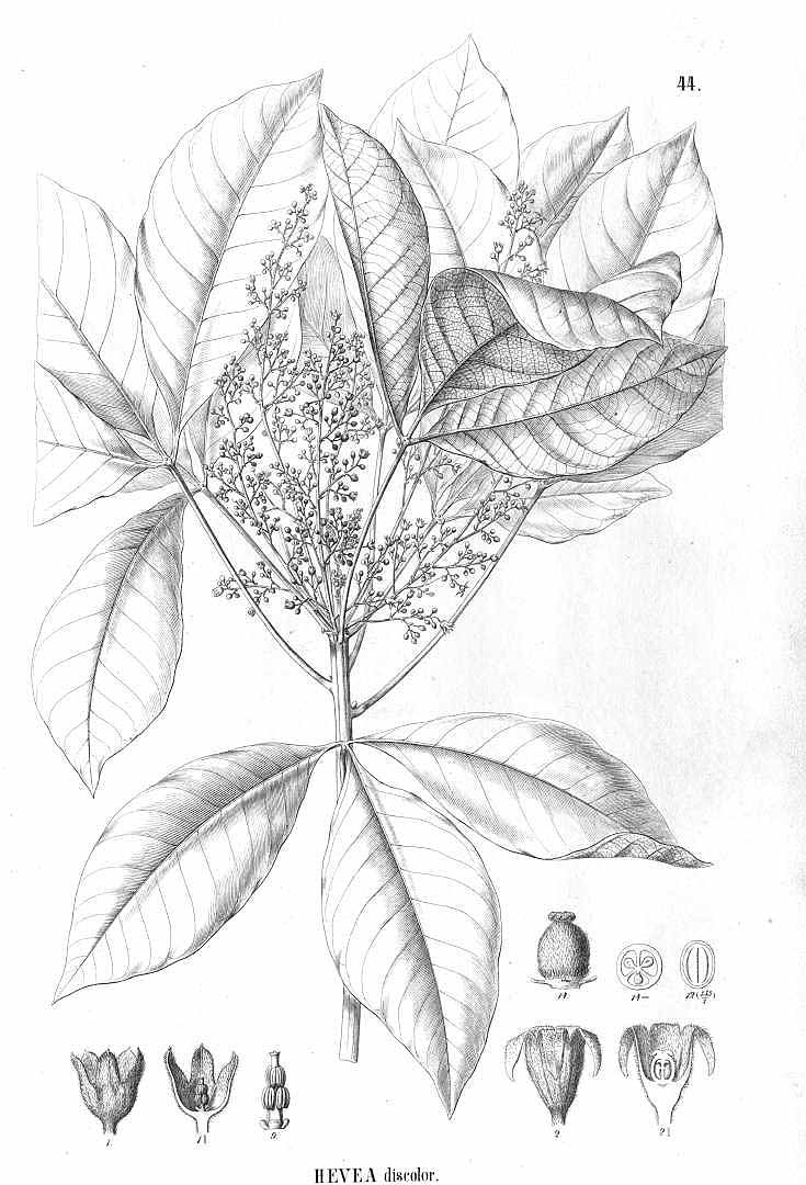 no HD illustration available (3)