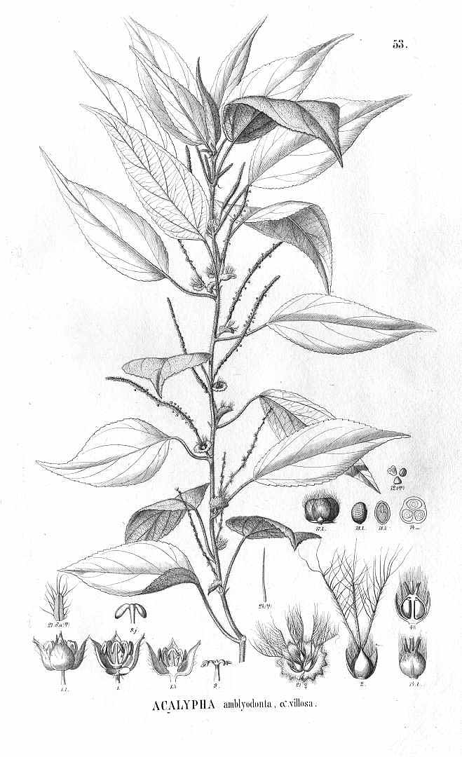 no HD illustration available (3)