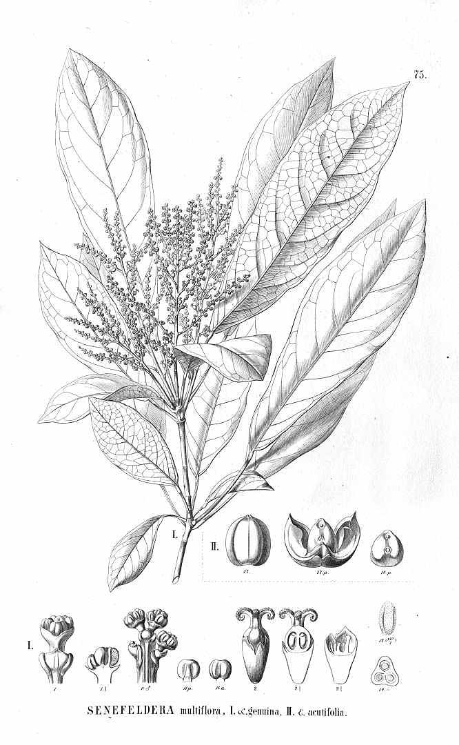 no HD illustration available (3)