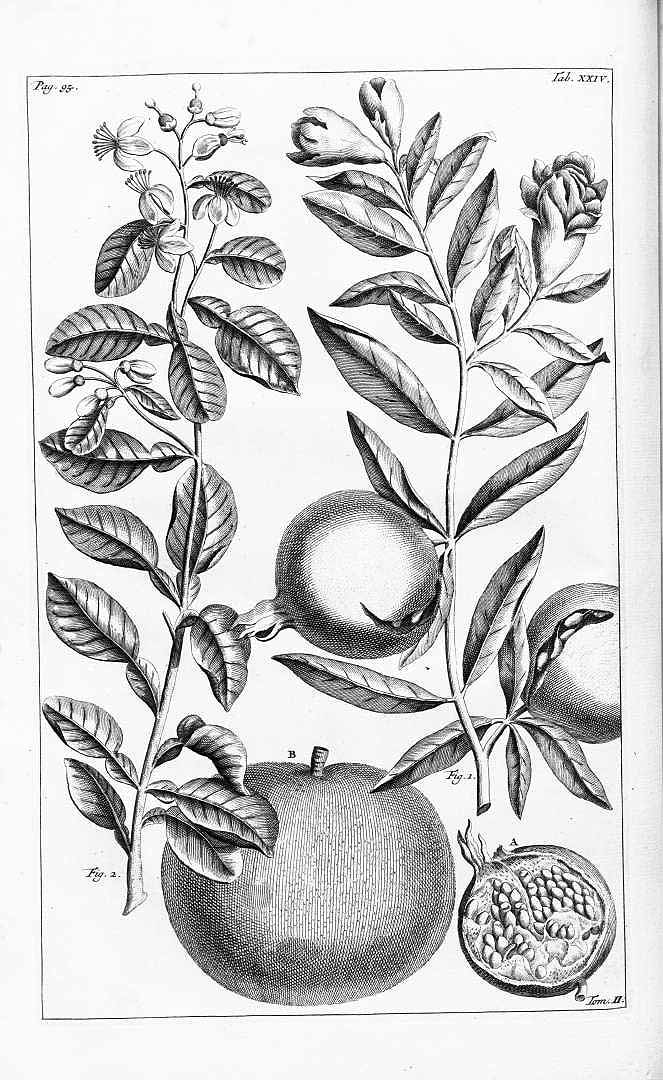 no HD illustration available (3)