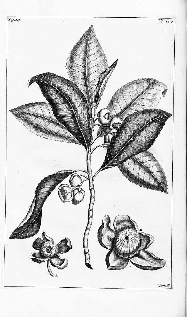 no HD illustration available (3)