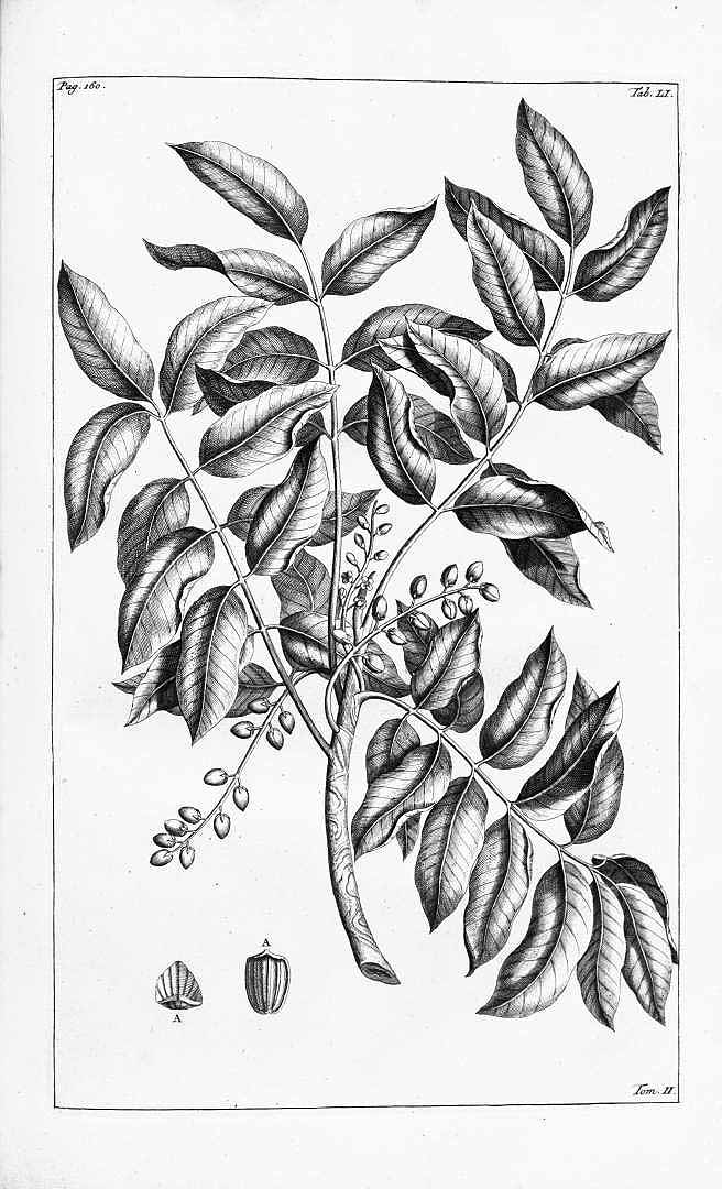 no HD illustration available (3)