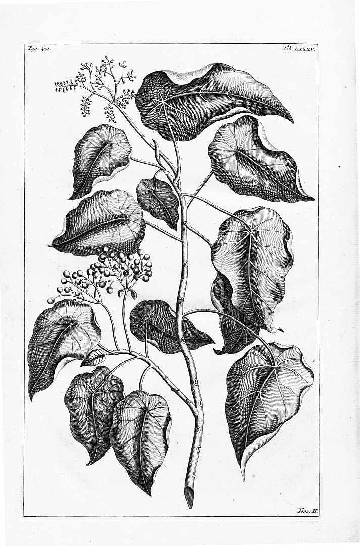 no HD illustration available (3)