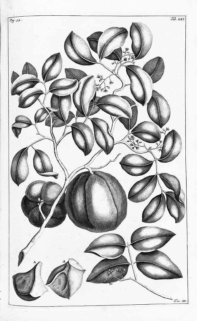 no HD illustration available (3)