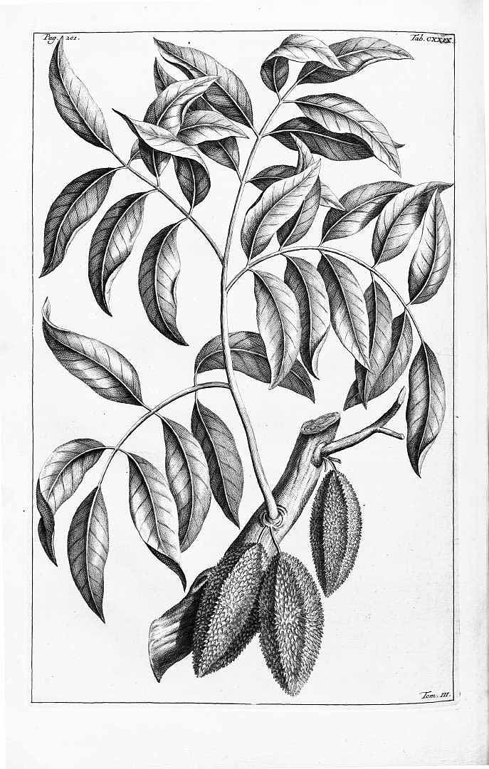 no HD illustration available (3)