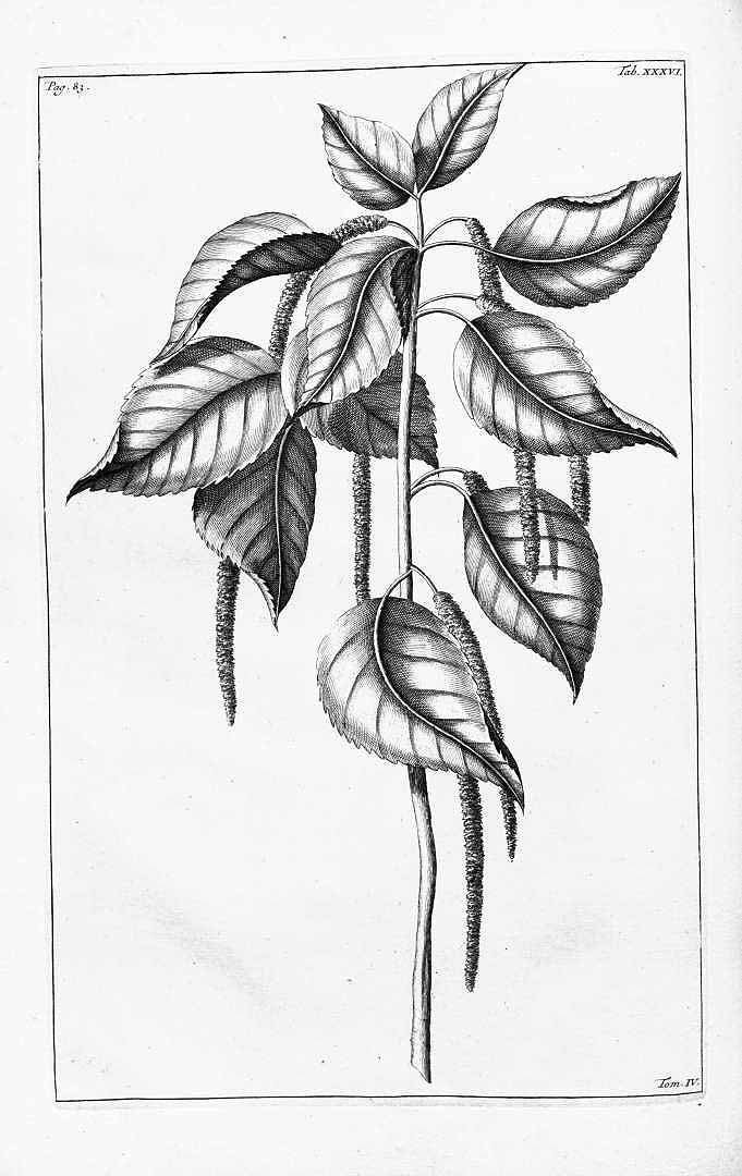 no HD illustration available (3)