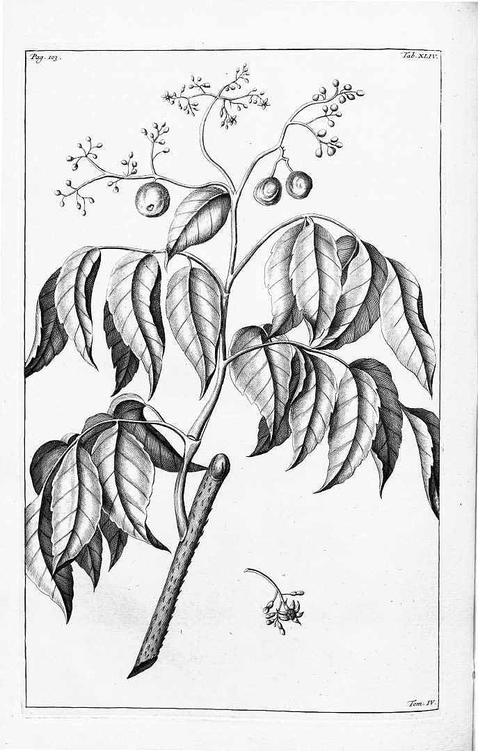 no HD illustration available (3)