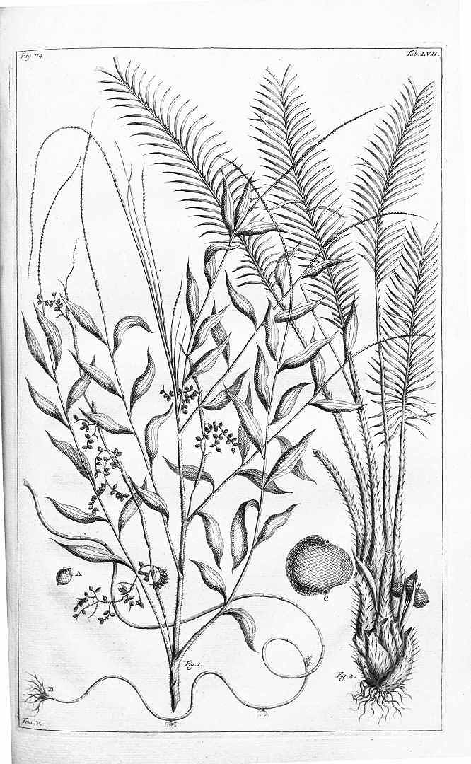 no HD illustration available (3)