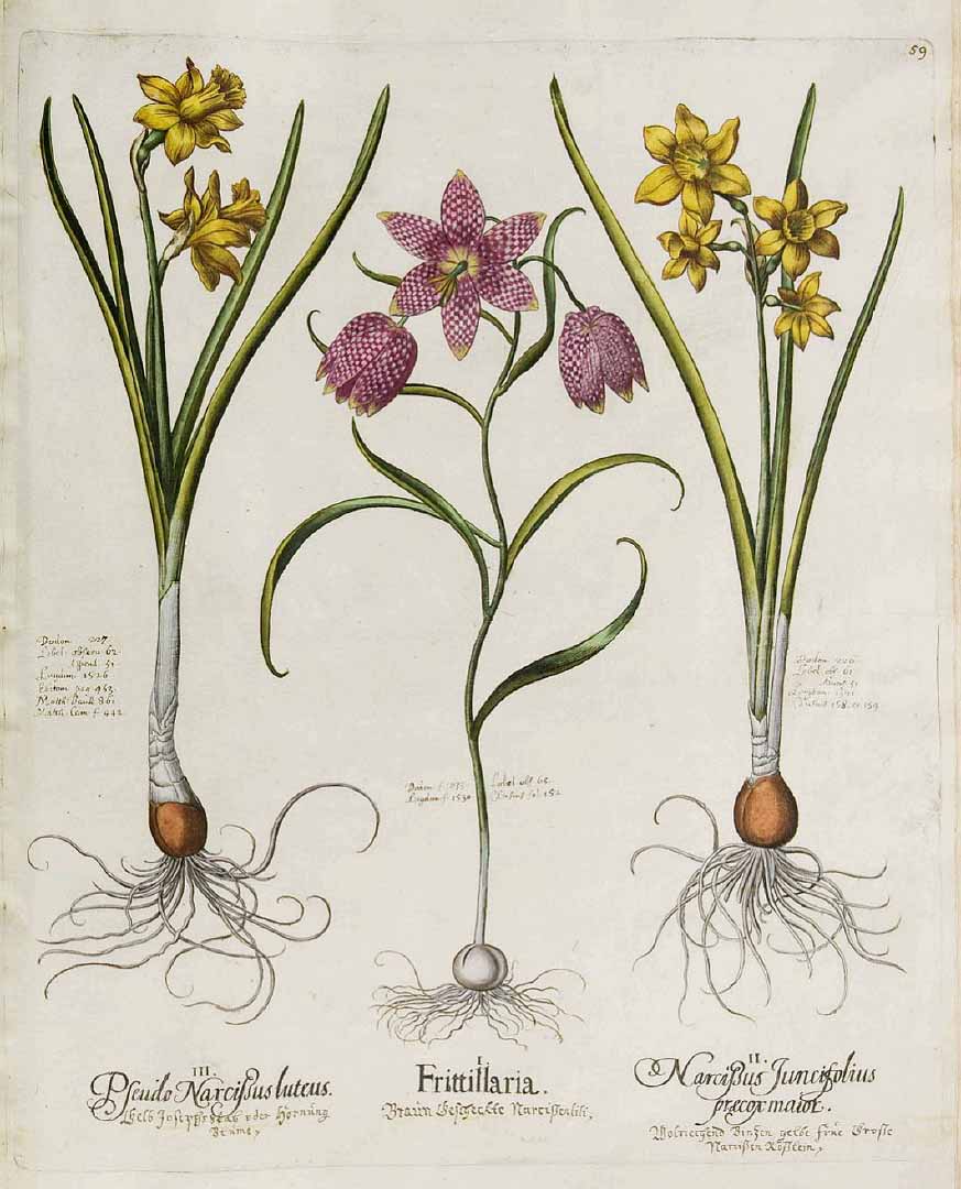 no HD illustration available (3)