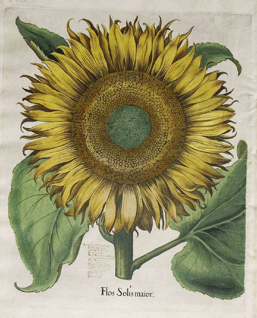 no HD illustration available (3)