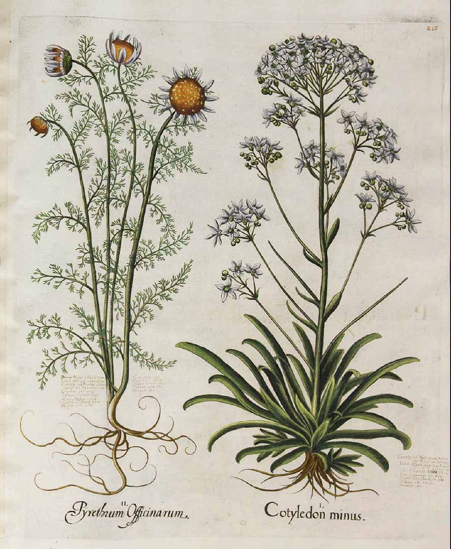 no HD illustration available (3)