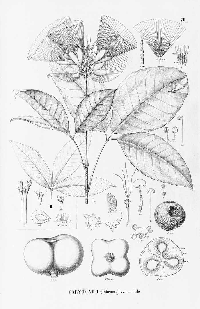 no HD illustration available (3)