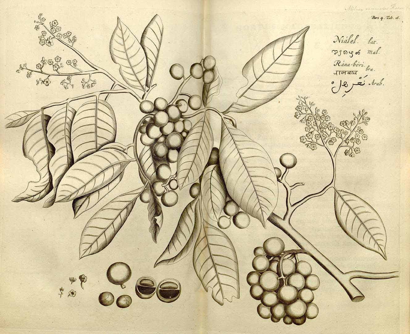 no HD illustration available (3)