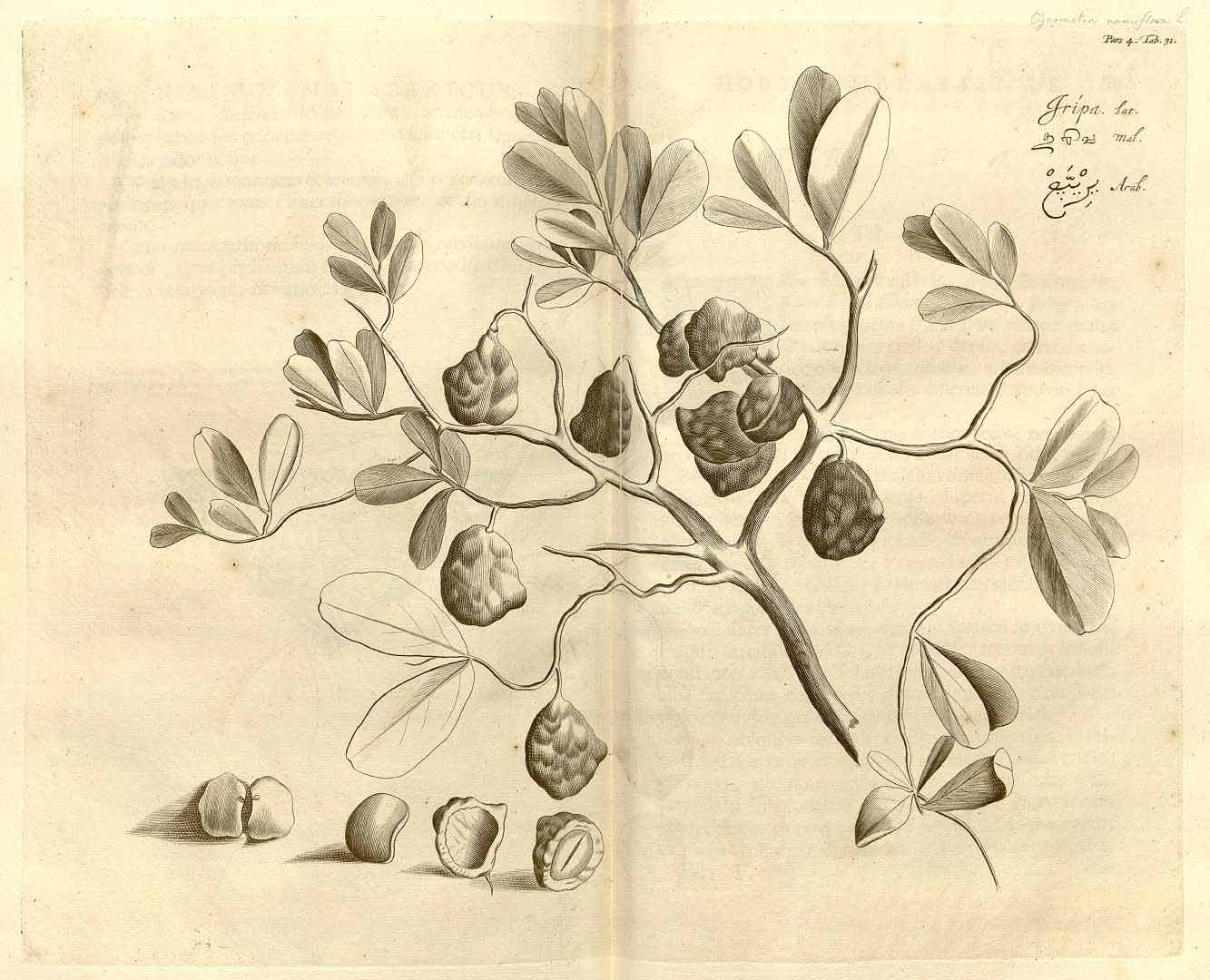 no HD illustration available (3)