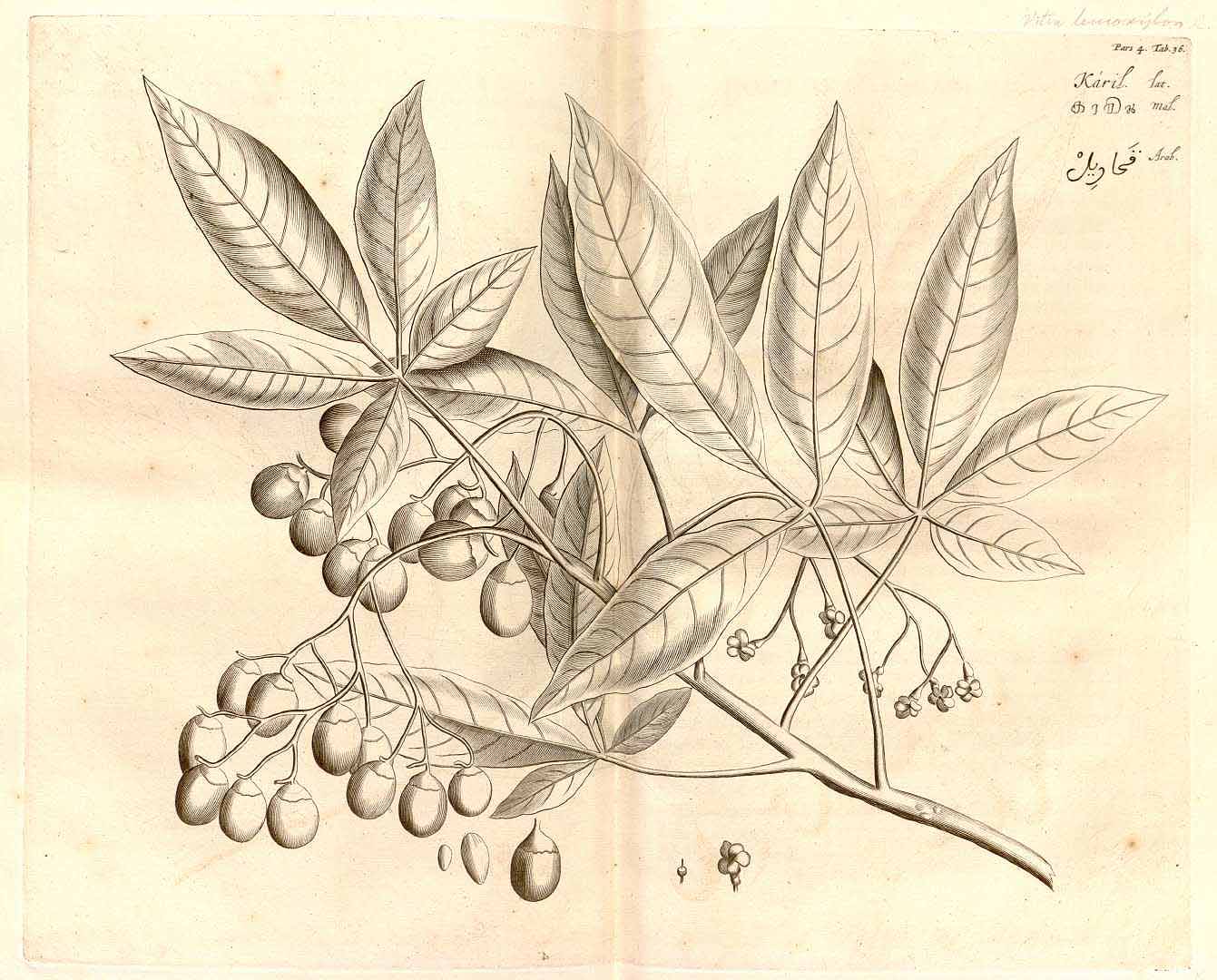 no HD illustration available (3)