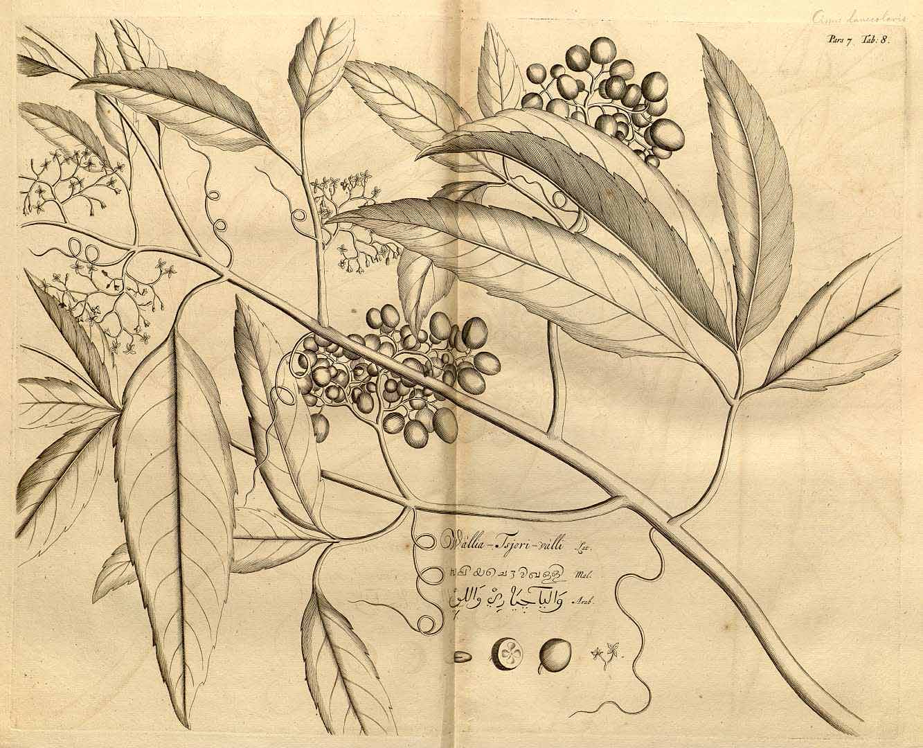 no HD illustration available (3)