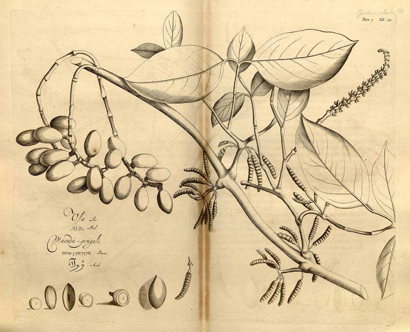 no HD illustration available (3)