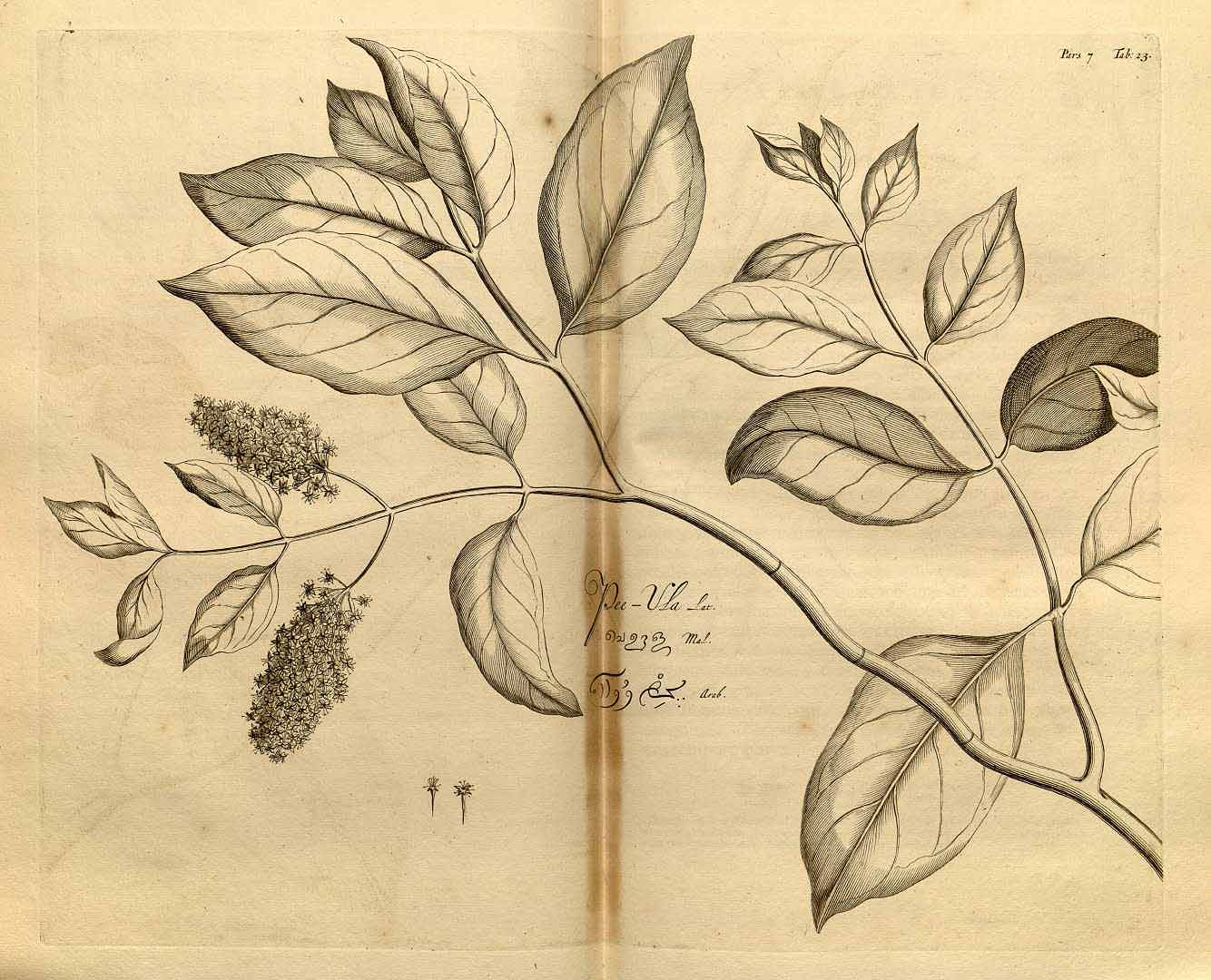 no HD illustration available (3)