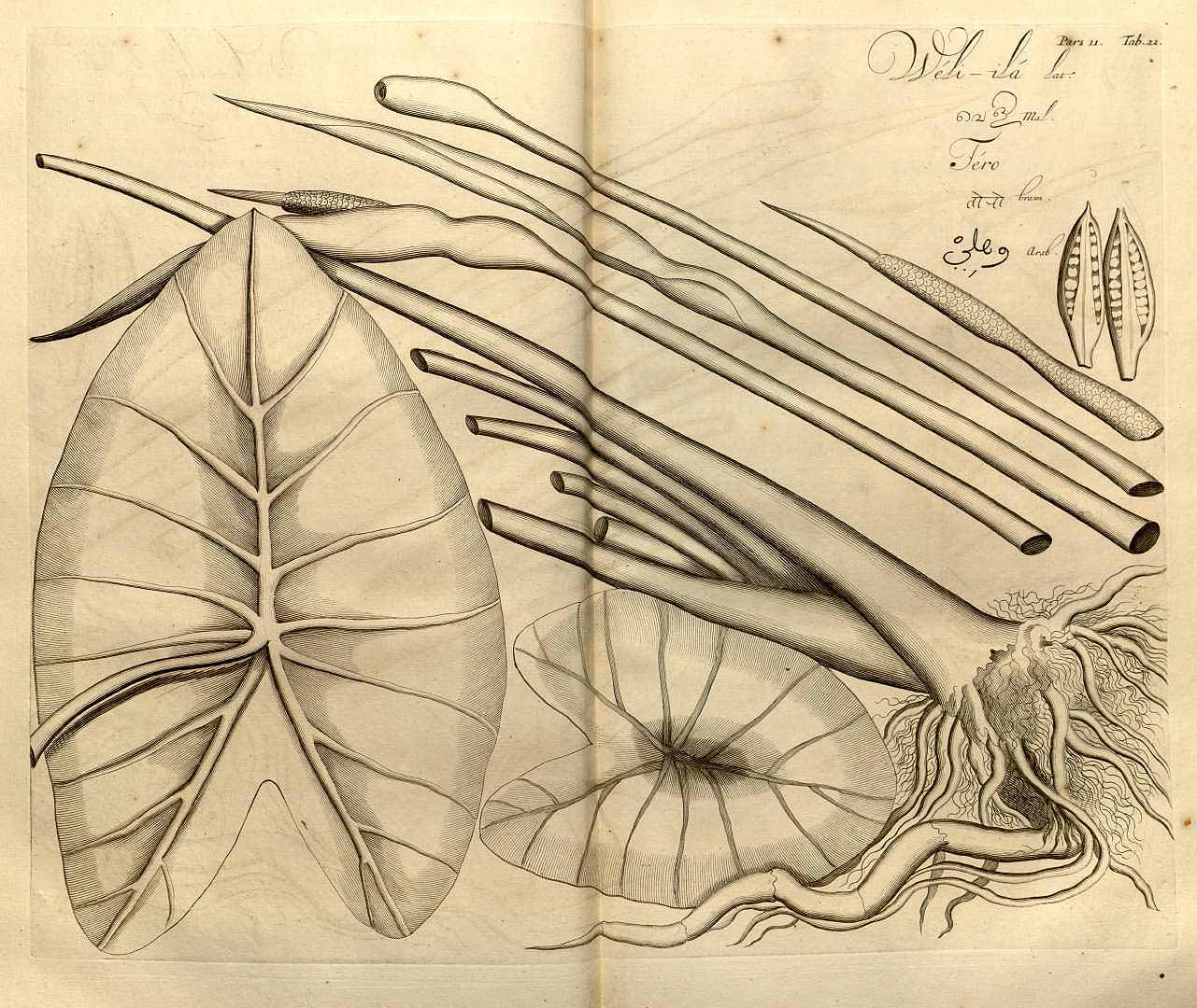 no HD illustration available (3)