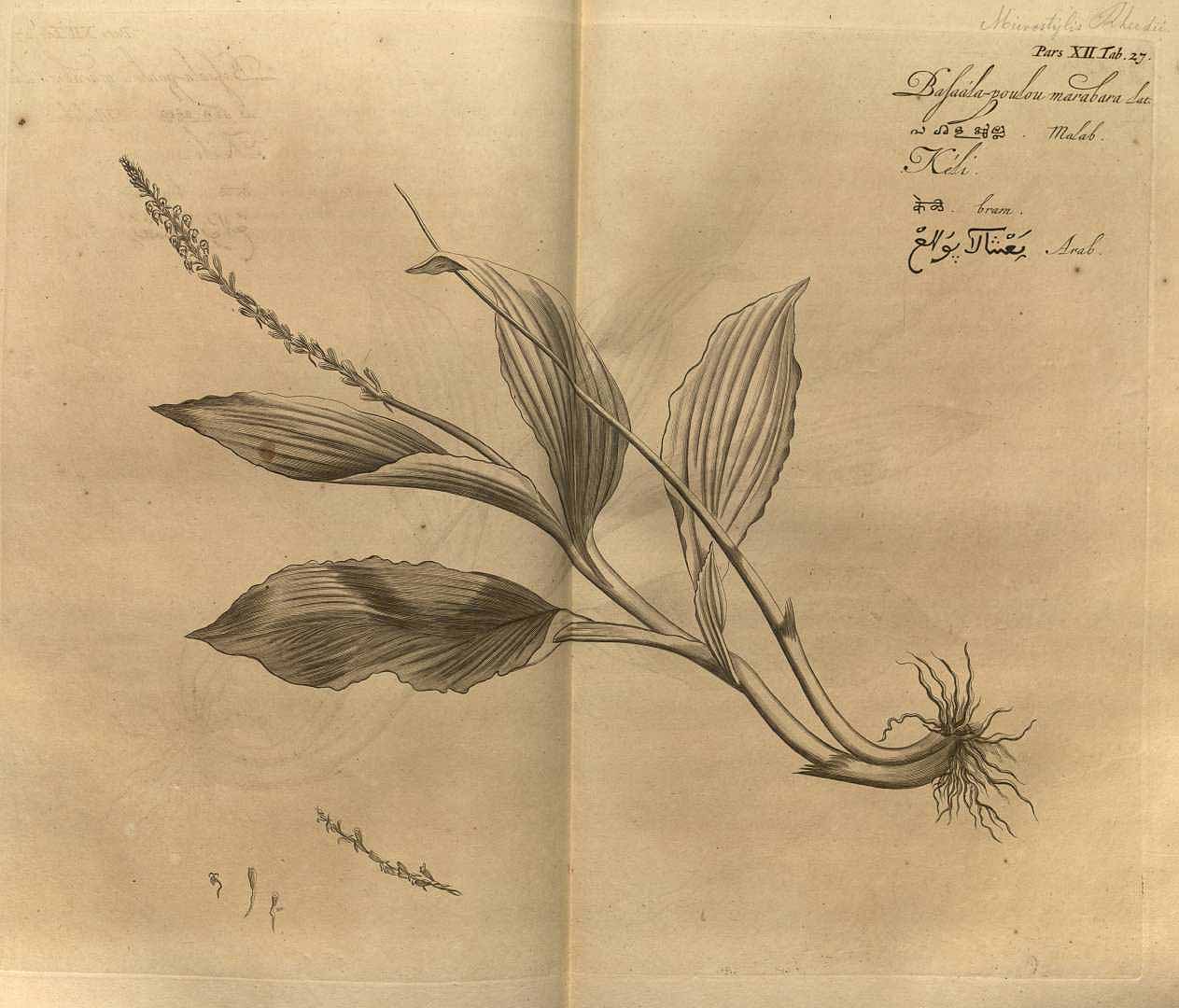 no HD illustration available (3)