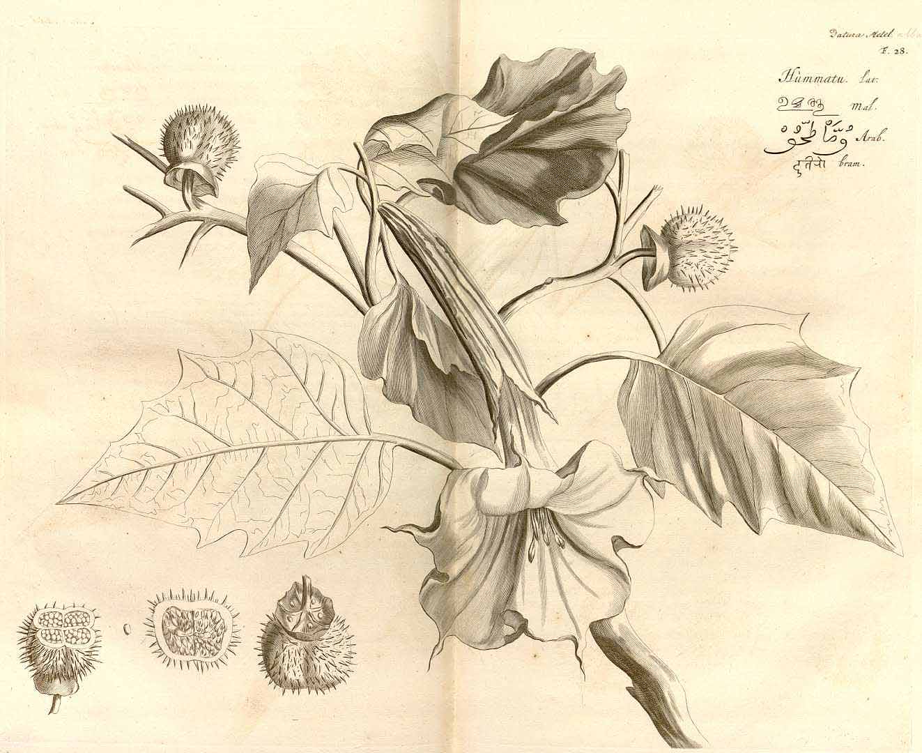 no HD illustration available (3)