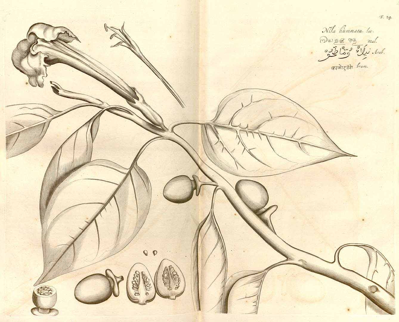 no HD illustration available (3)