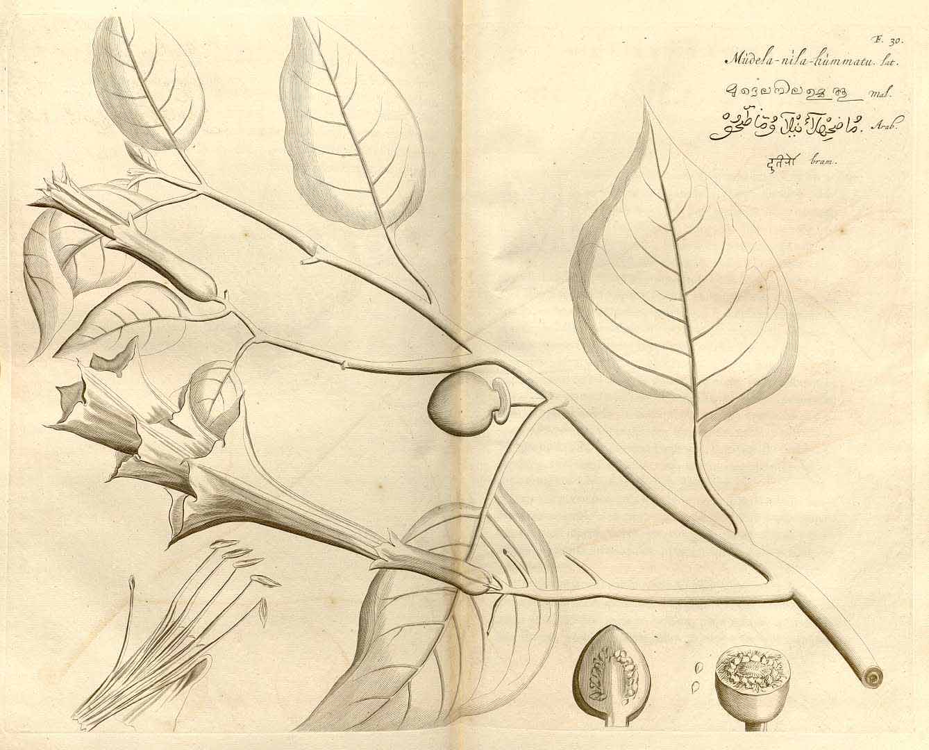 no HD illustration available (3)