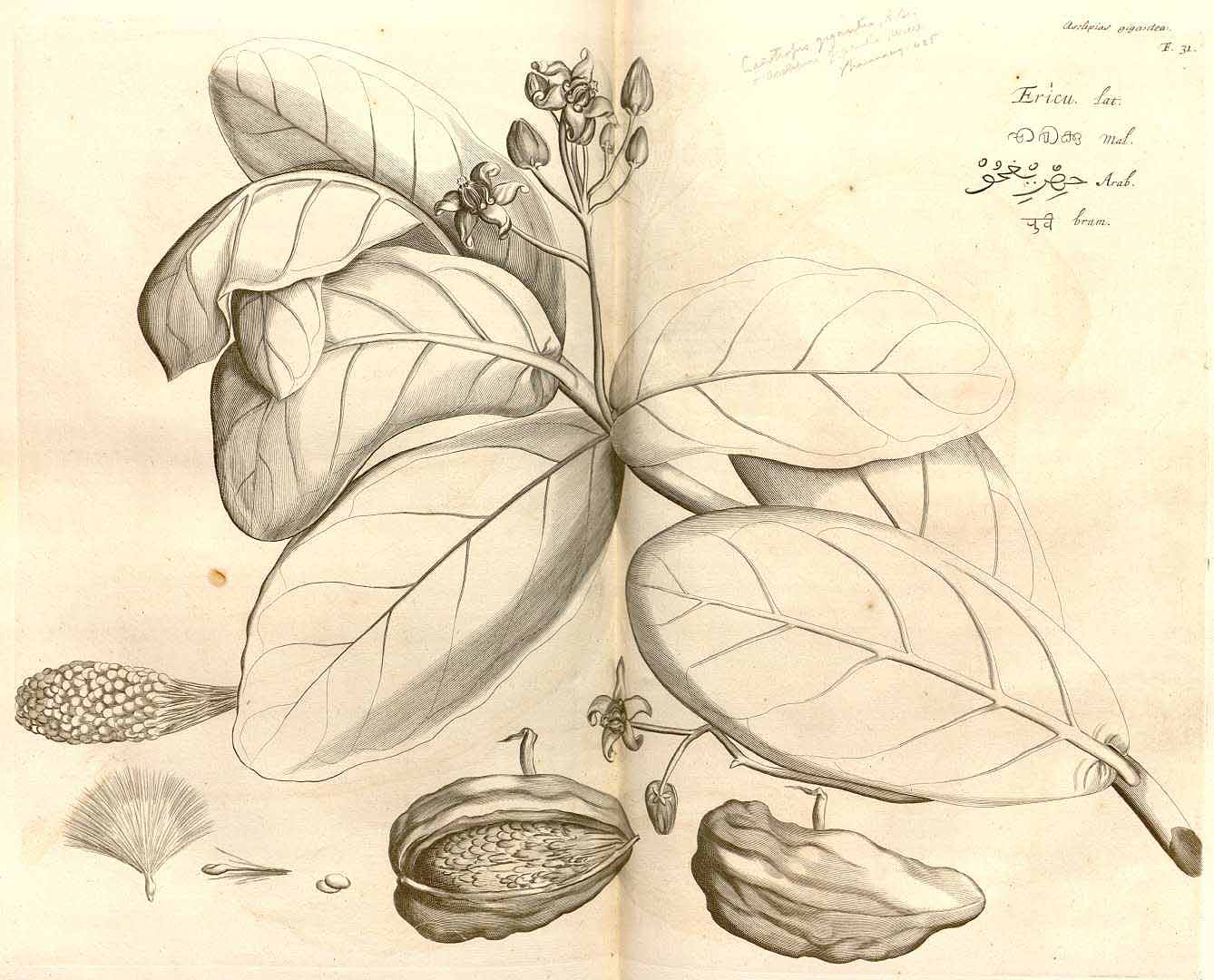 no HD illustration available (3)