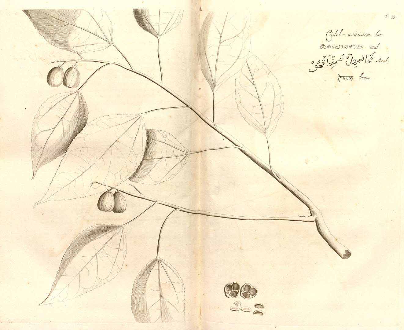 no HD illustration available (3)