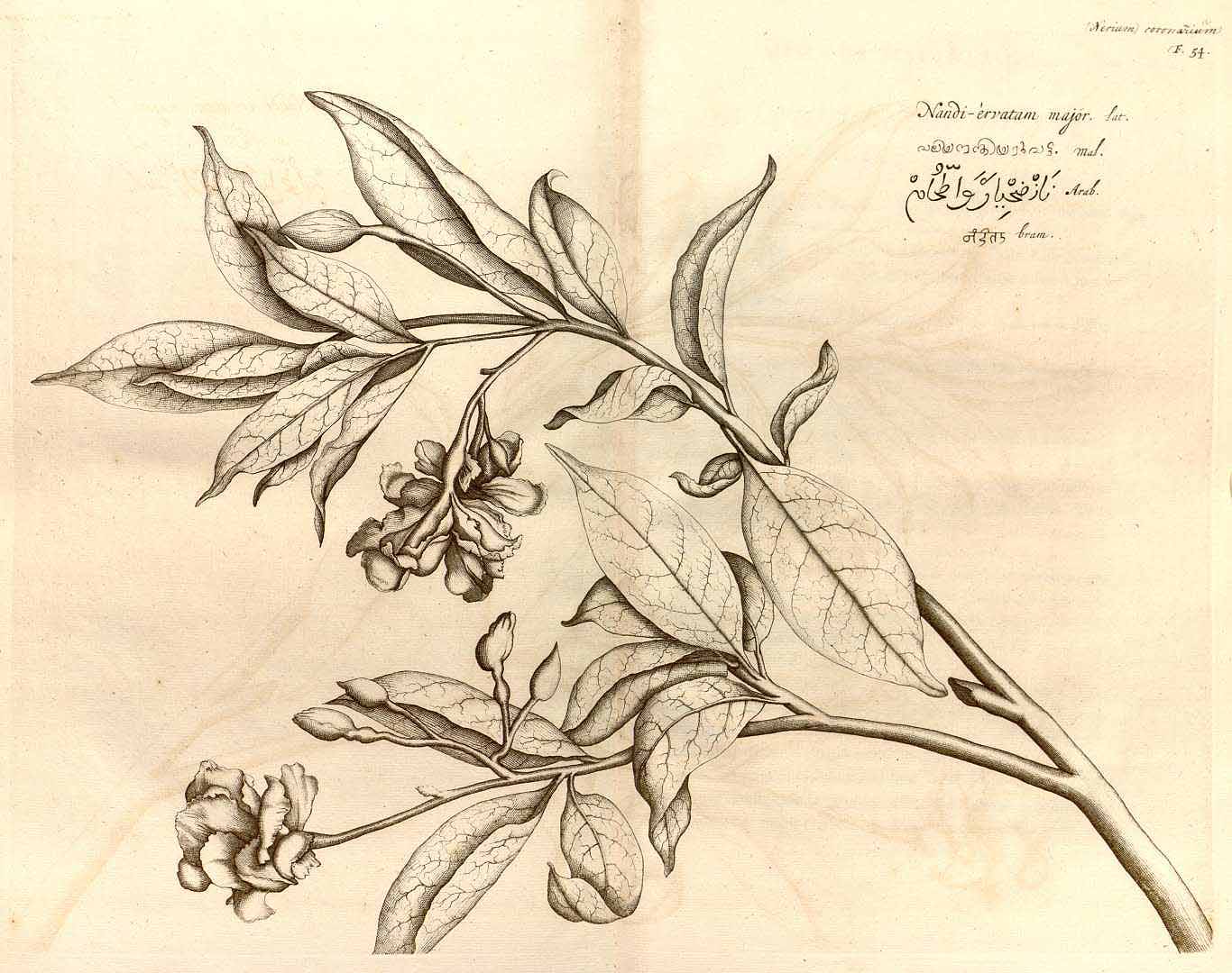 no HD illustration available (3)