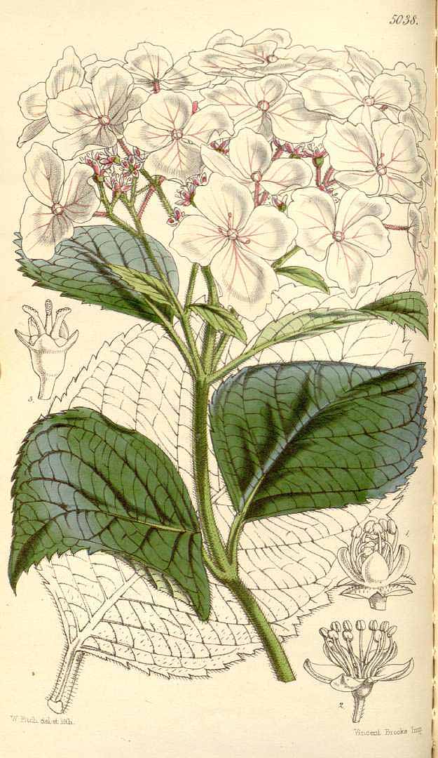 no HD illustration available (3)