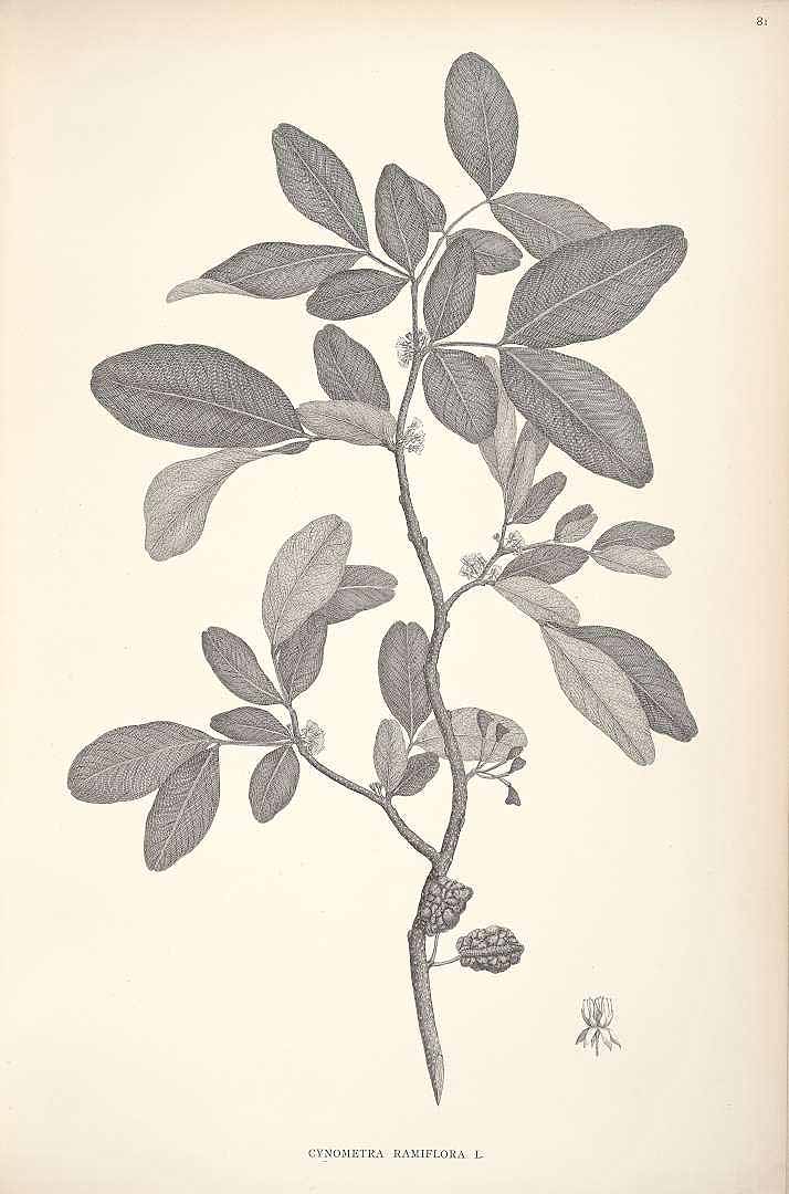 no HD illustration available (3)