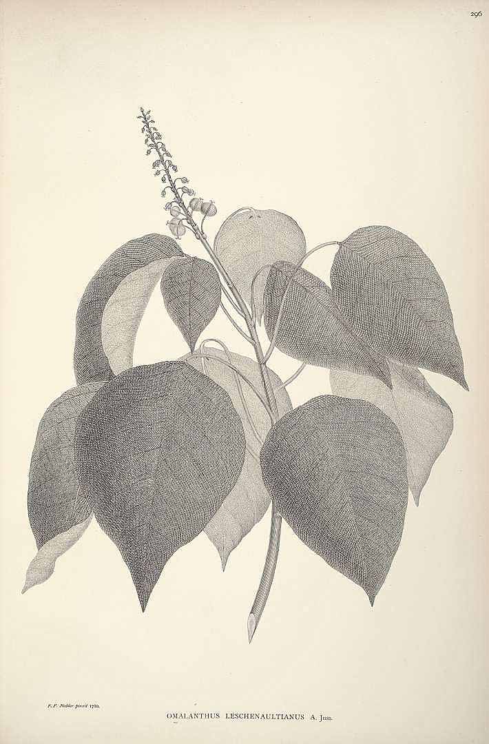 no HD illustration available (3)