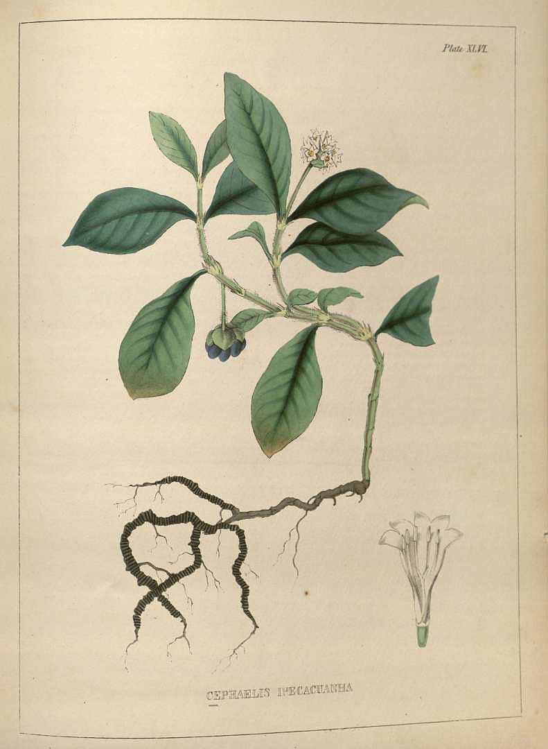 no HD illustration available (3)