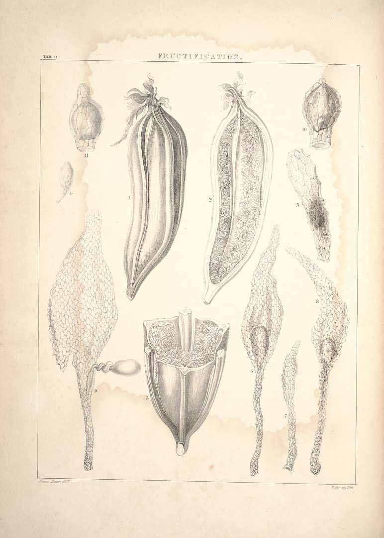 no HD illustration available (3)